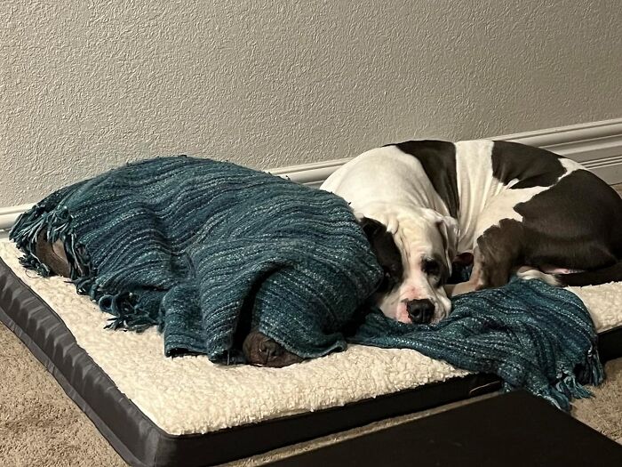 Dreamy Slumbers: Big Orthopedic Waterproof Dog Bed For Ultimate Rest!