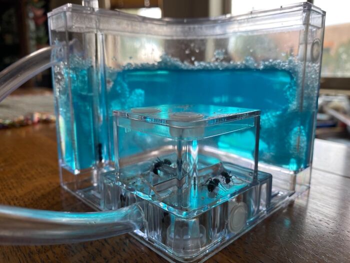 Ant Empire Awaits: Connect & Learn With The Ant Farm Castle 2.0 Kit