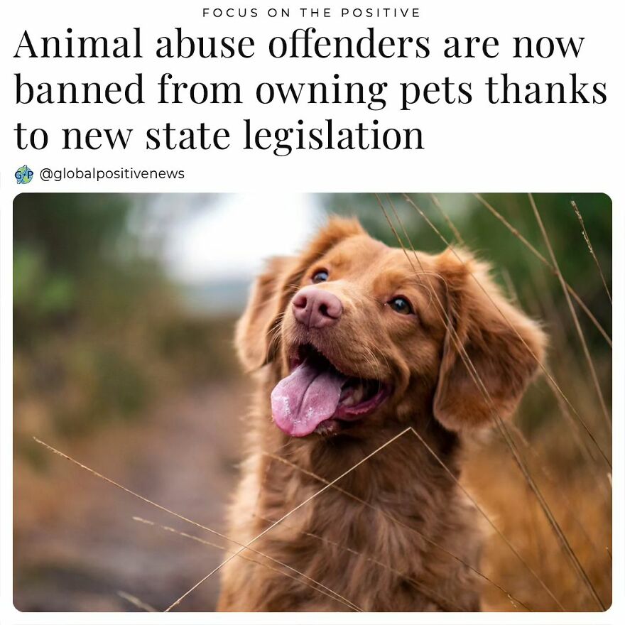 The State Of Texas Passed House Bill 598. This Is An Important New Law That Prevents People Convicted Of Animal Cruelty From Owning Pets For Five Years After Their Conviction