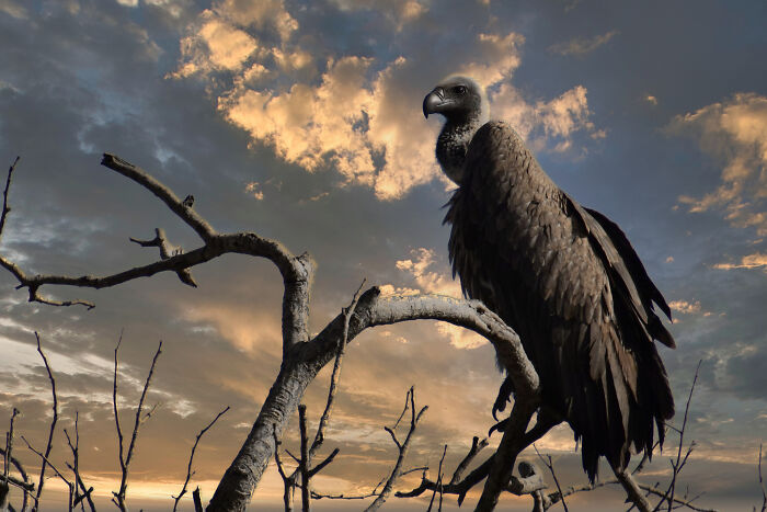 African Vulture