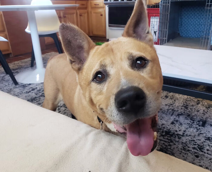 Adorable Video Showing Senior Dog Turning Into A Puppy Thanks To His New Owner Adorable Video Showing Senior Dog Turning Into A Puppy Thanks To His New Owner