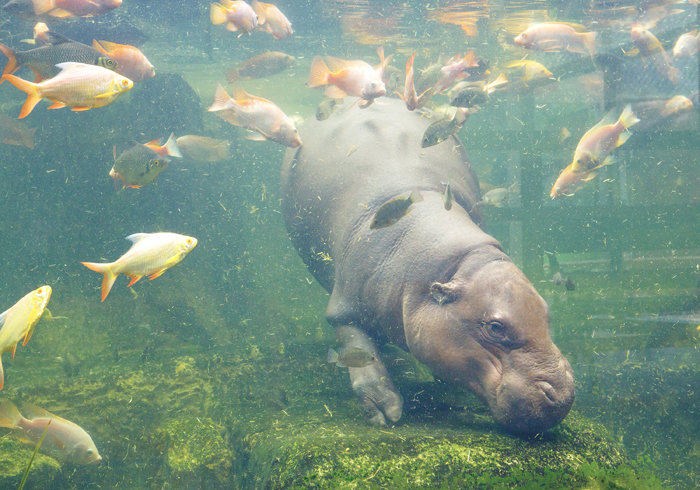 Sleepy, Cute And So Satisfying To Watch: Hippos Enjoying Underwater Spa Sleepy, Cute And So Satisfying To Watch: Hippos Enjoying Underwater Spa
