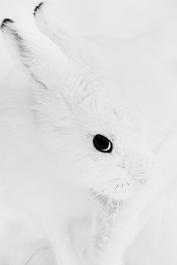 Ezo Snow Rabbit