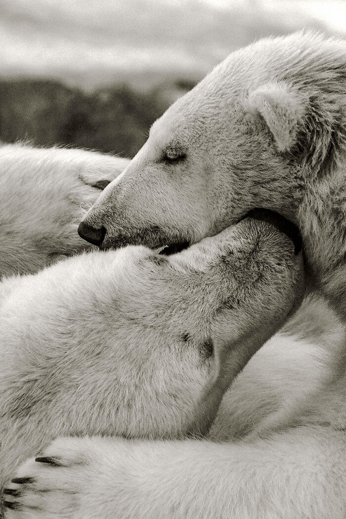 Mother And Child Polar Bears
