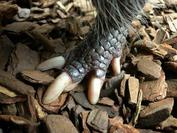 Armadillo Foot