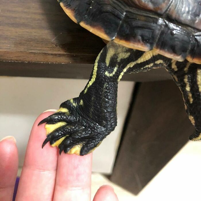 Turtle Feet