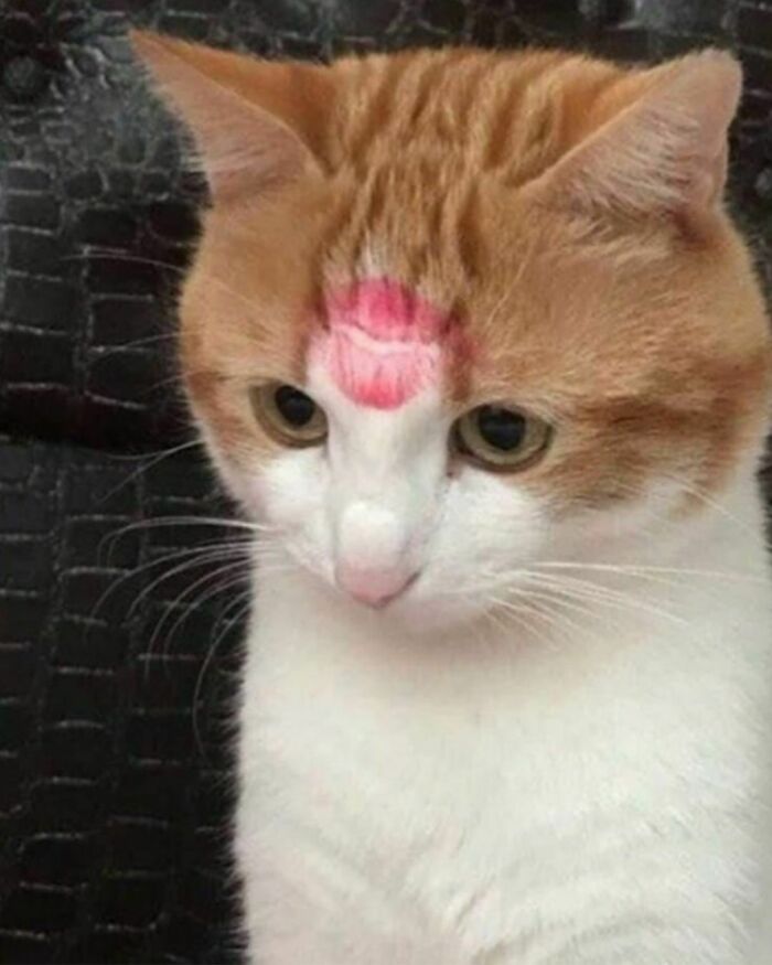 25 Divertidos Memes De Gatos Para Quienes Est n Obsesionados Con Ellos 