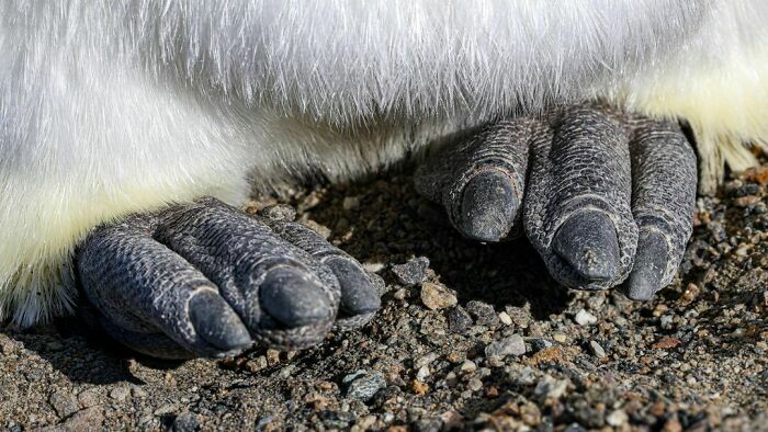 The Well-Worn Feet Of An Emperor Penguin