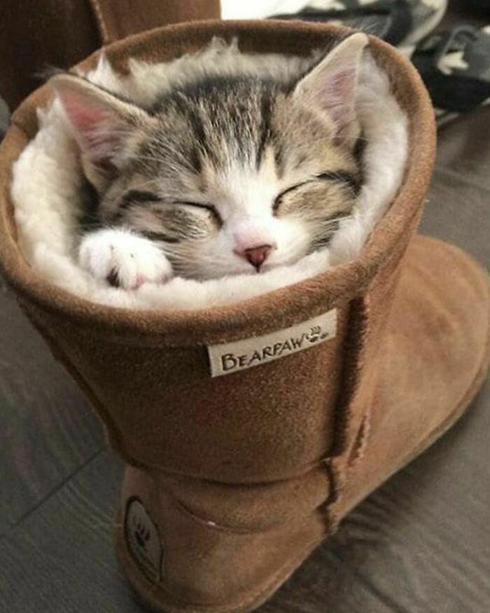 If The Shoe Fits, Purr It