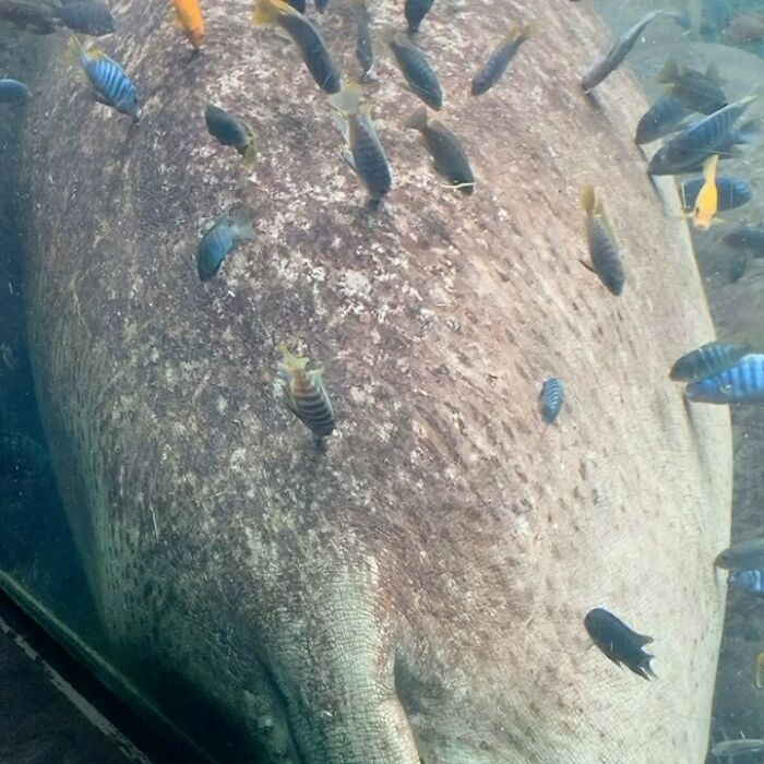 Sleepy, Cute And So Satisfying To Watch: Hippos Enjoying Underwater Spa