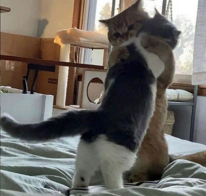 Funny-Cats-Without-Context-Pics