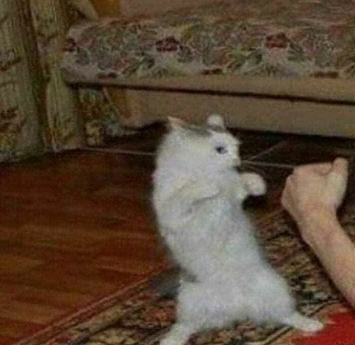 Funny-Cats-Without-Context-Pics