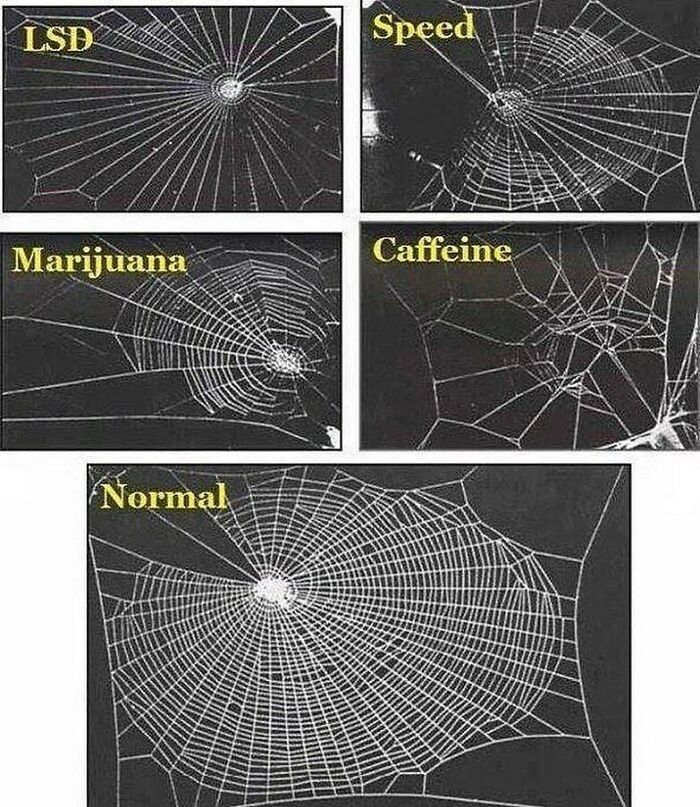 In 1995, Nasa Tested The Effects Of Various Drugs On Spiders. These Are The Webs Woven When The Spiders Were Exposed To Different Substances