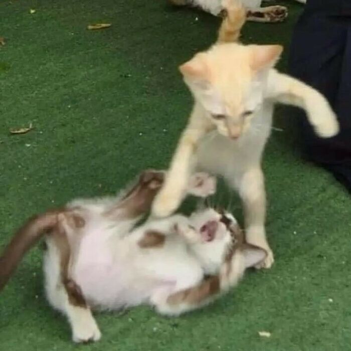 Funny-Cats-Without-Context-Pics