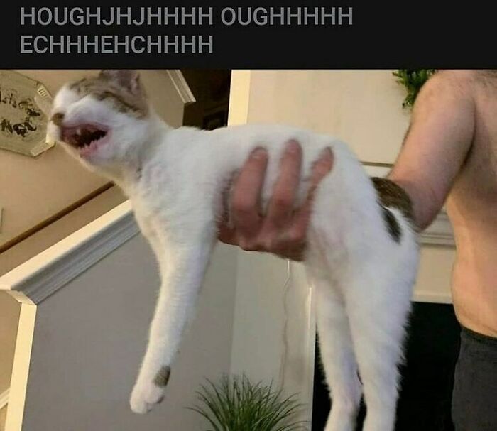 Funny-Cats-Without-Context-Pics