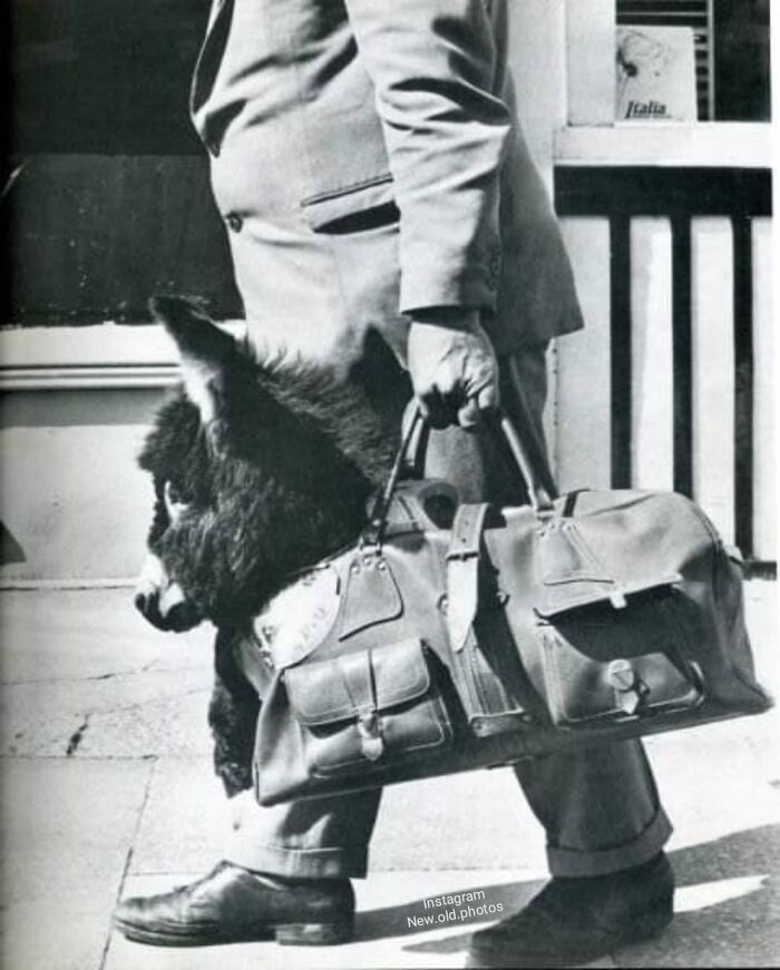 Not Something Seen Every Day This Must Be "Take Your Donkey To Work Day " Amusing Life Magazine Back Page Photo!