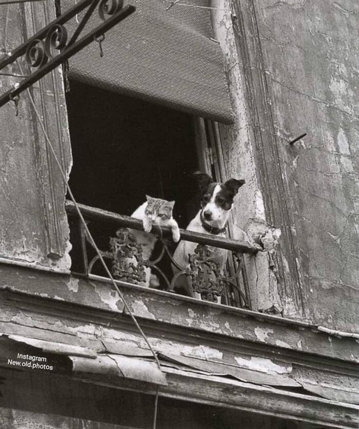 Perro y gato en París, 1950 . Foto de Annick Gérardin
