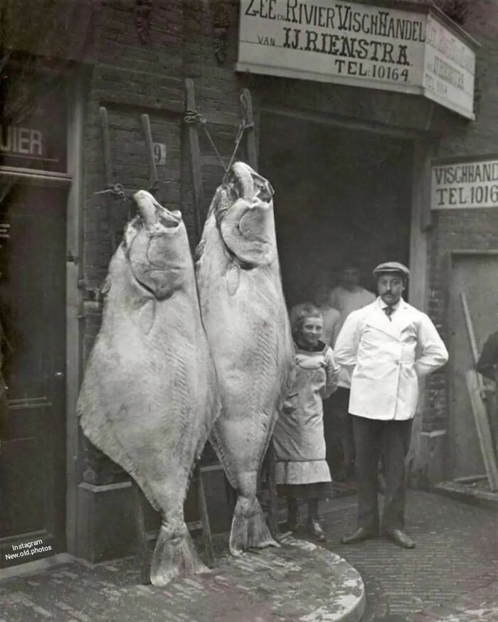 A Sea And River Fish Shop In Amsterdam Showing Off Some Prime Halibuts, 1913