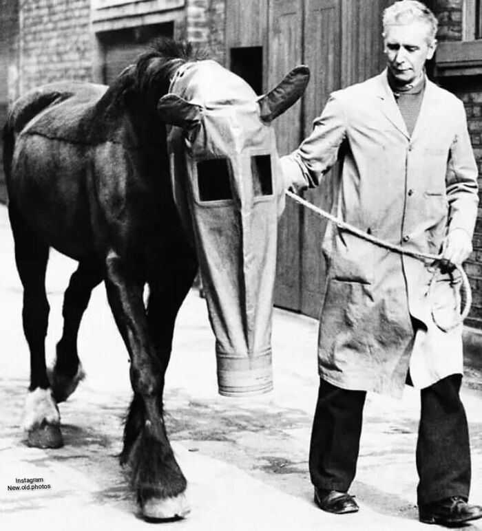Horse With A Gas Mask, UK, March 27th 1940