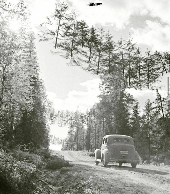 Here's A Camouflaged Road In Finland During Ww2 , The Trees Were Hung Up With Rope So The Russians Couldn't See The Road ( 1941 )