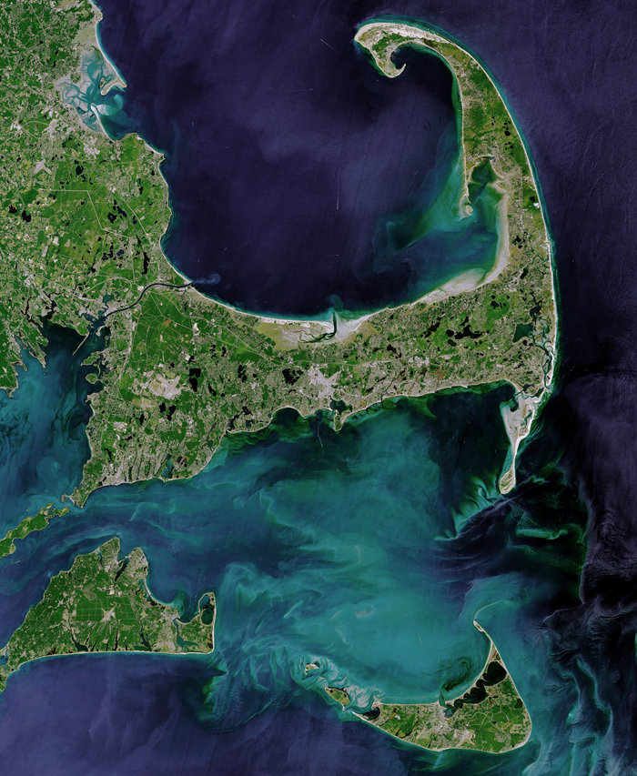 Whale Thought To Have Gone Extinct In The Atlantic Spotted Again After 200 Years Of Absence Whale Thought To Have Gone Extinct In The Atlantic Spotted Again After 200 Years Of Absence