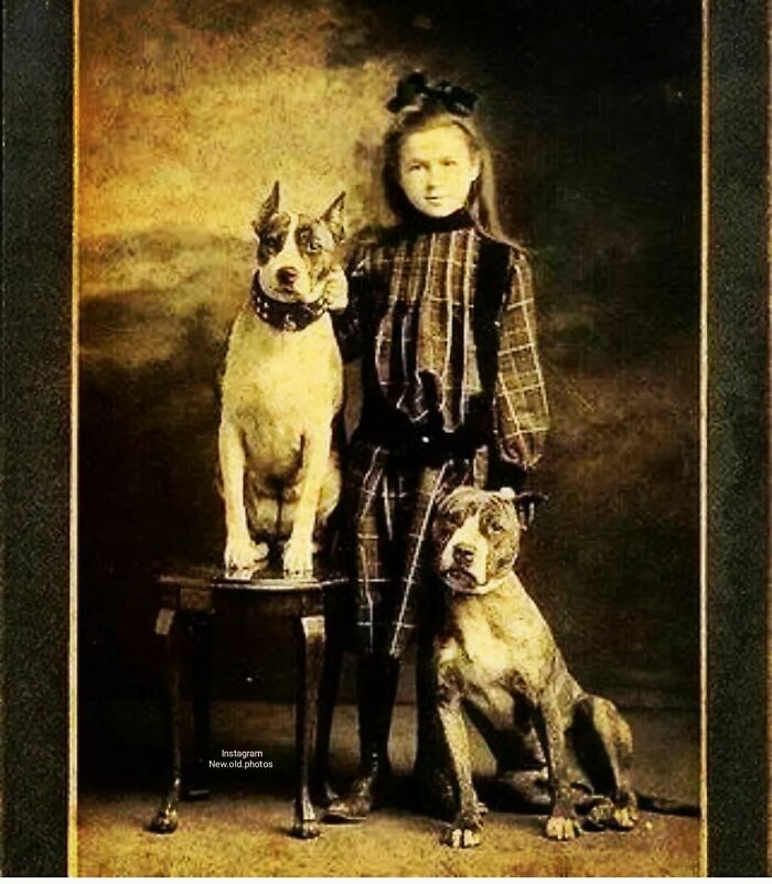 En el siglo XVIII los pitbulls solían llamarse "perros niñeros" porque eran muy protectores con los niños