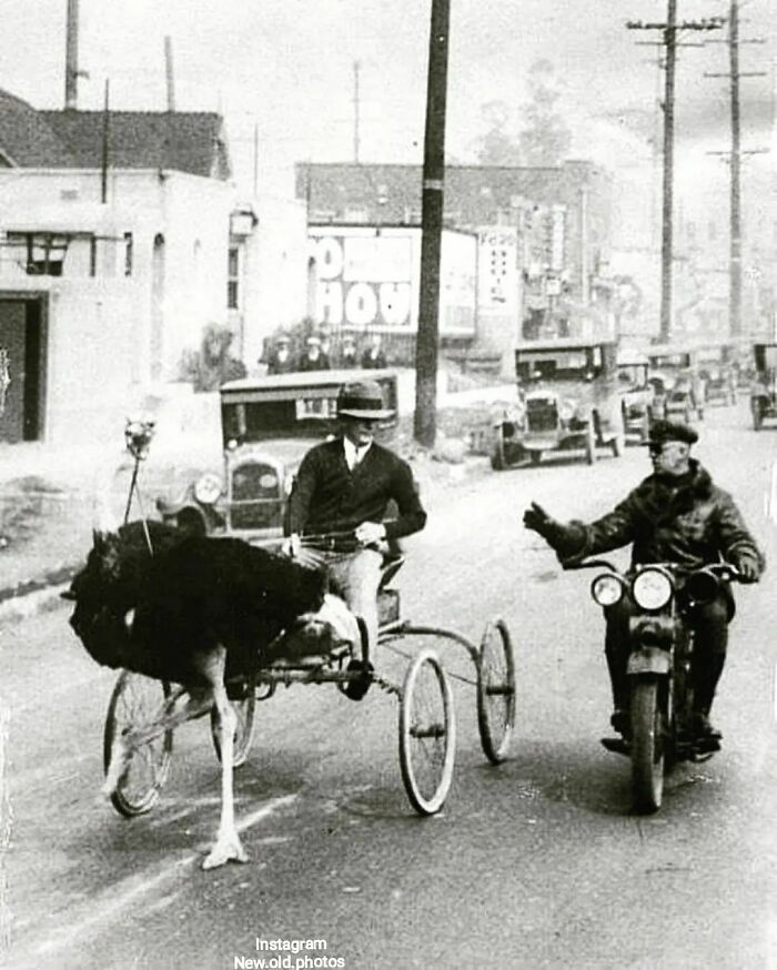 Carro llevado por avestruz siendo parado por la policía por exceso de velocidad, Los Angeles, 1930 aprox.