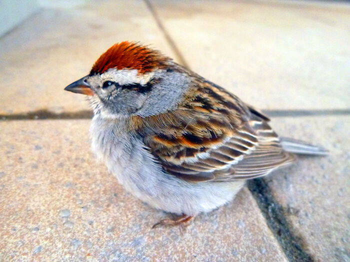 A Feathered Visitor! - Chipping Sparrow