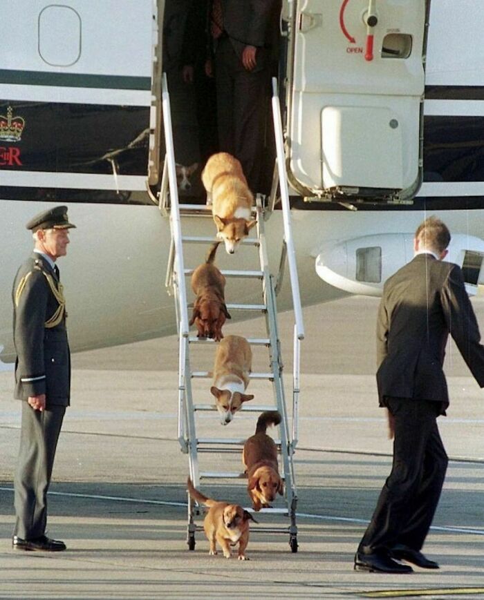Los corgis reales bajando del avión de la Reina en Londres, 1998