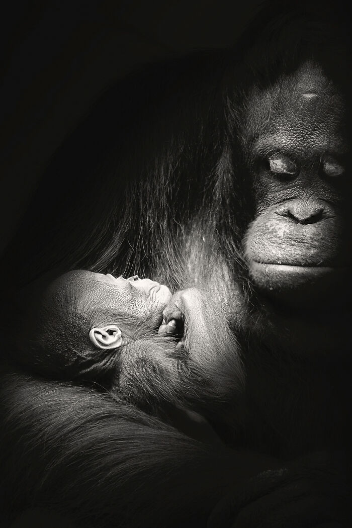 Orangotango de Bornéu