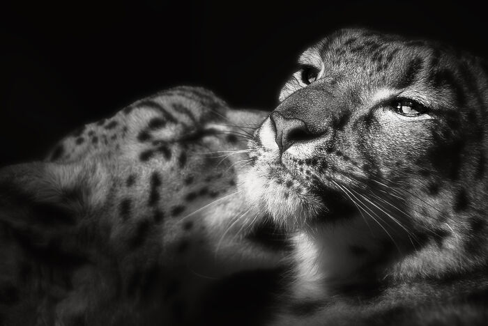 Leopardo da neve