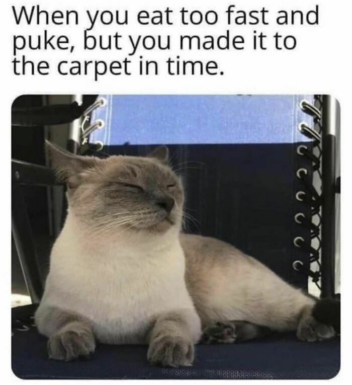 Best-Funny-Cat-Memes-Jokes