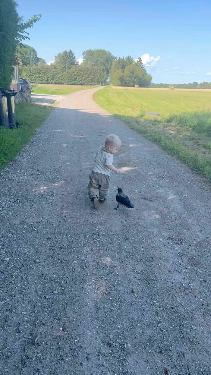 The World Is Going Crazy About The Special Bond Between A 2 Y.O. Boy And Wild Crow