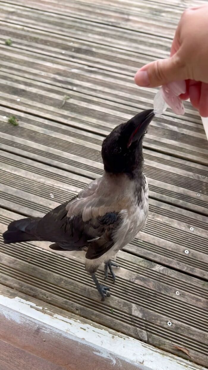 The World Is Going Crazy About The Special Bond Between A 2 Y.O. Boy And Wild Crow