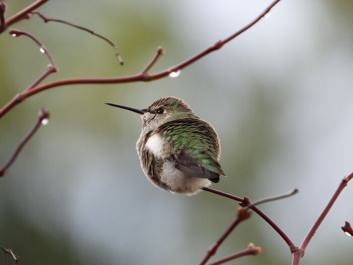 Hummingbird After The Rain