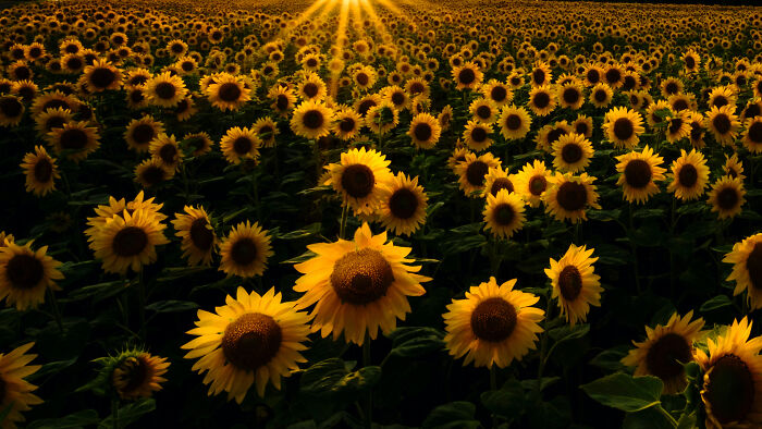 #11 Sunflower Field At Dusk/ In Hokkaido,japan