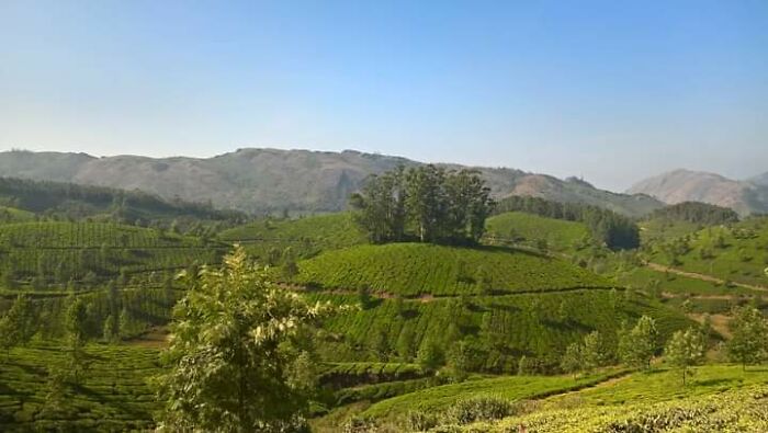 Tea Plantation In Munnar In India