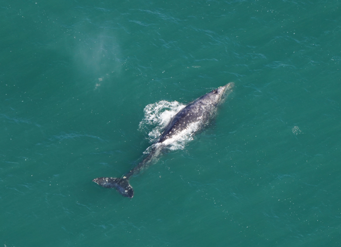 Whale Thought To Have Gone Extinct In The Atlantic Spotted Again After 200 Years Of Absence