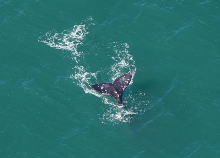 Whale Thought To Have Gone Extinct In The Atlantic Spotted Again After 200 Years Of Absence