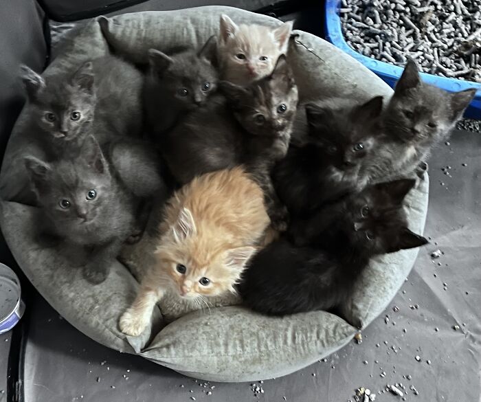 My 9 Bottle Baby Fosters