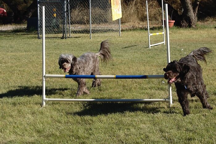 Mother And Daughter, Portuguese Water Dogs, Failing Agility Together. But Having Fun
