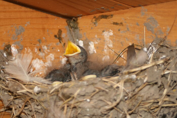 Swallow Chick Finding The Funny Side