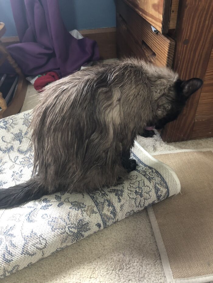 We Had To Give Him A Bath Because He Had An Enormous Dingleberry. Needless To Say, It Was Not Appreciated. Here He Is Trying To Recover His Dignity (On Top Of The Rug He Ruined With His Butt Scooting)