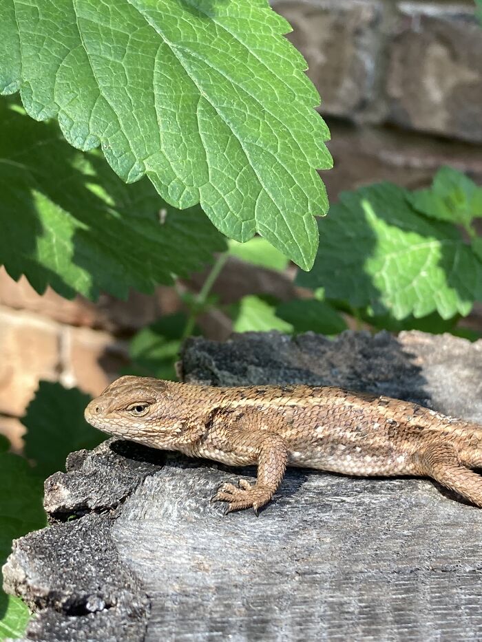 This Little Guy, I Names Him Geico