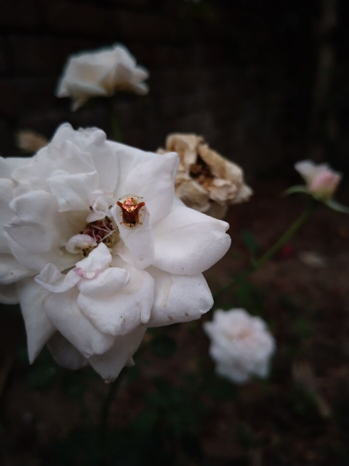 Golden Beetle On My White/Light Pink Rose