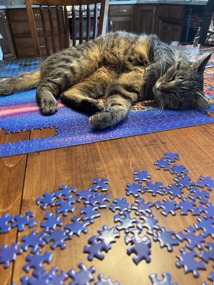 Trying To Finish Up A Puzzle, She Thinks She Is Helpful