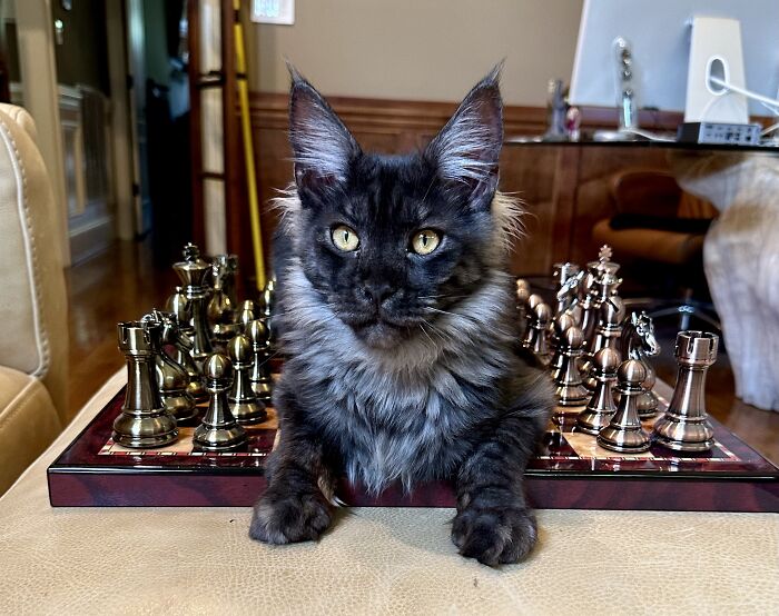 New Chess Master