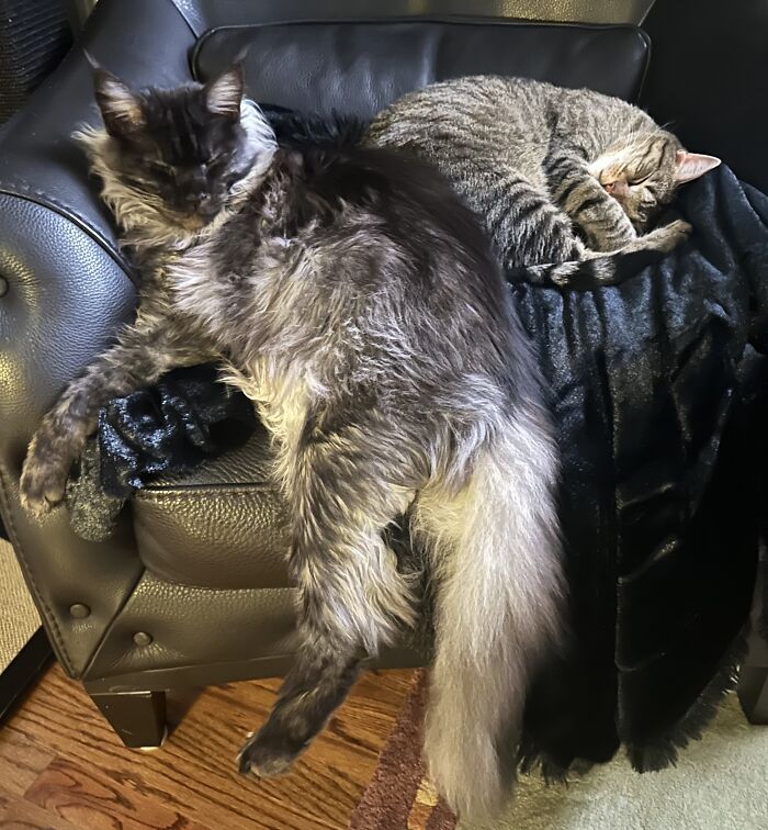 When You’re A Mainecoon And You’re Just Too Big To Fit!