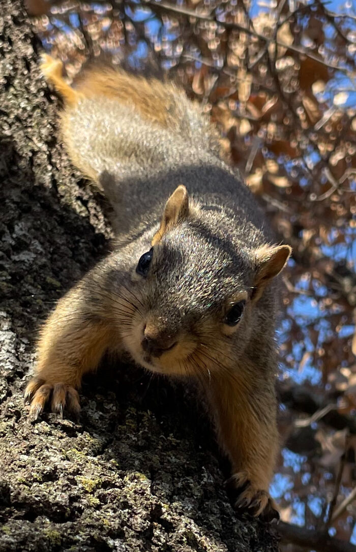 My Friendly Backyard Squirrel, Winston. He Loves Walnuts