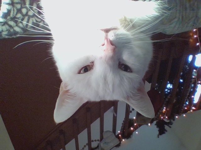 If You Have A Cat Try To Get Your Cat To Do This Pose